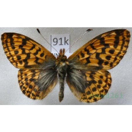 Boloria frigga (Becklin, 1791) Finland91k